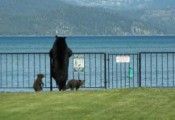 Bear at the Fence